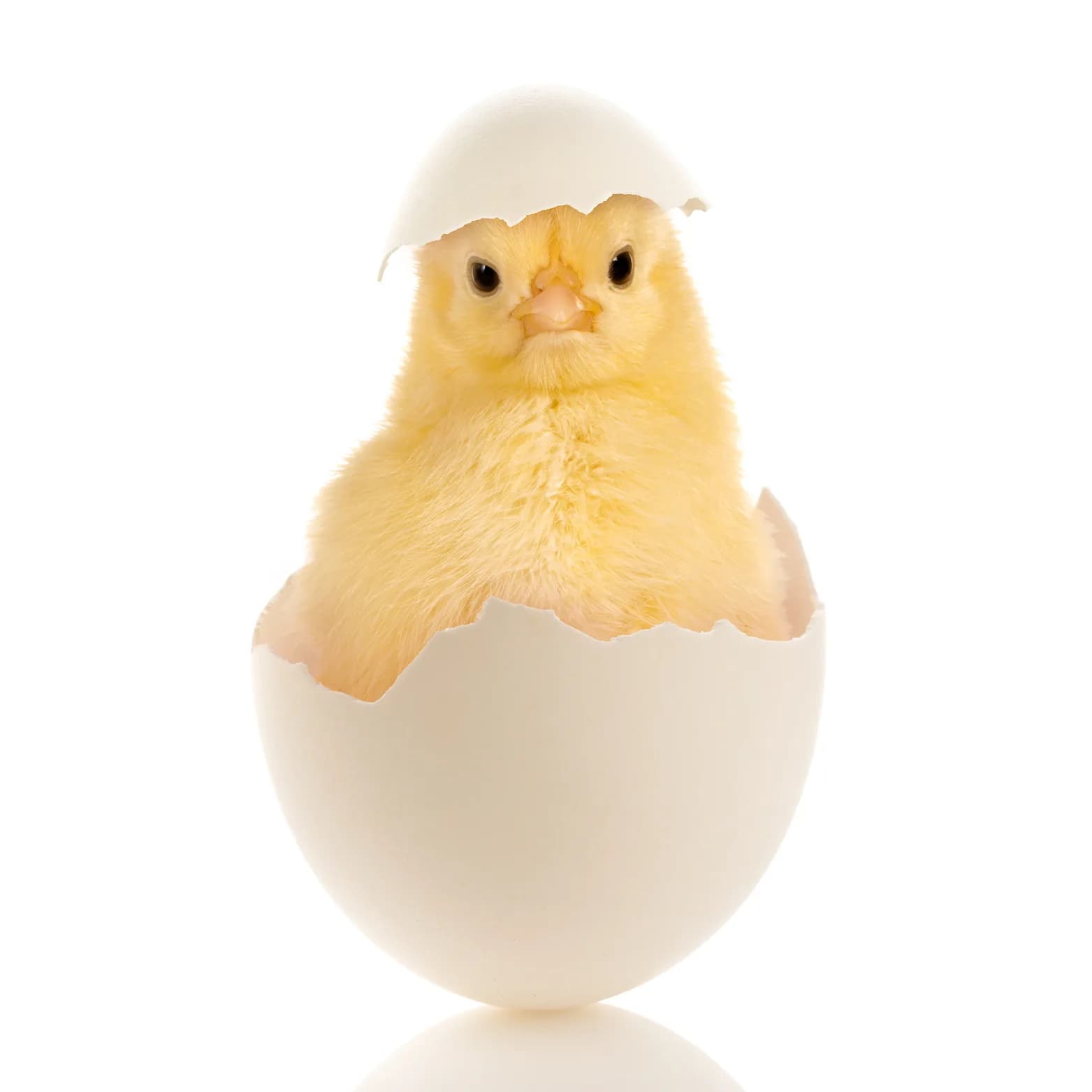 Poussin d'un jour APRAN sortant de sa coquille