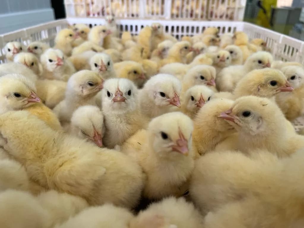Nos poussins